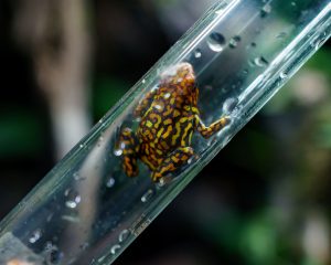 How to Handle, Move, and Catch Dart Frogs