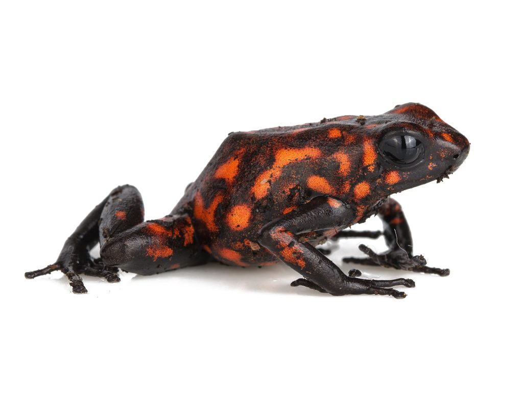 dart frog escape