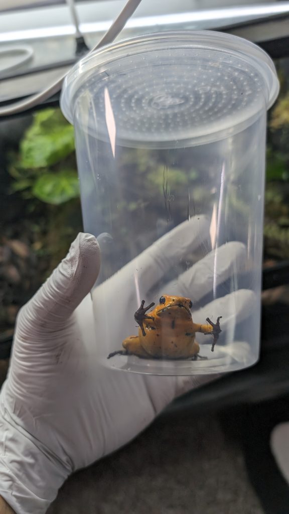 how to move dart frog