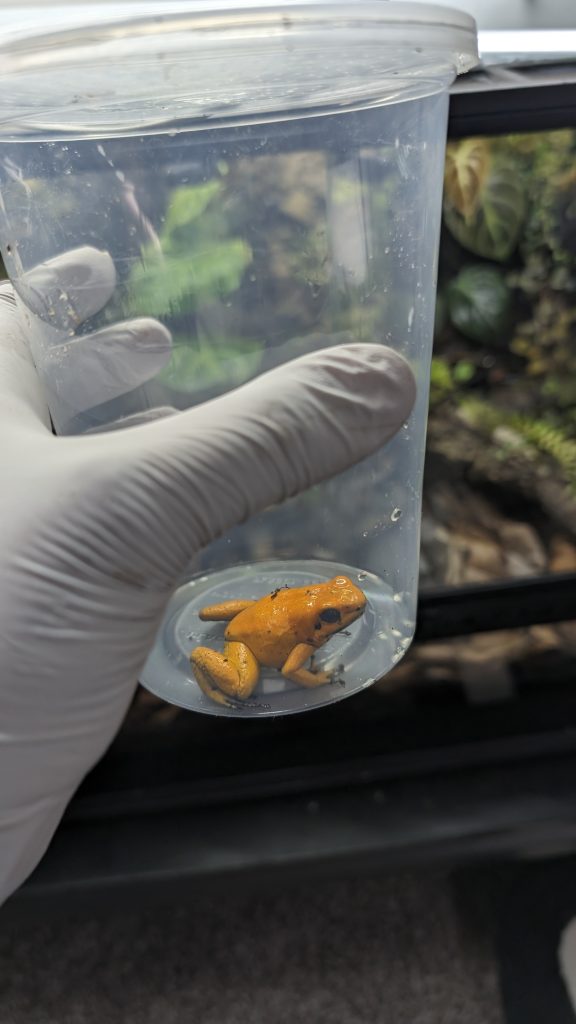 catching dart frogs with cups