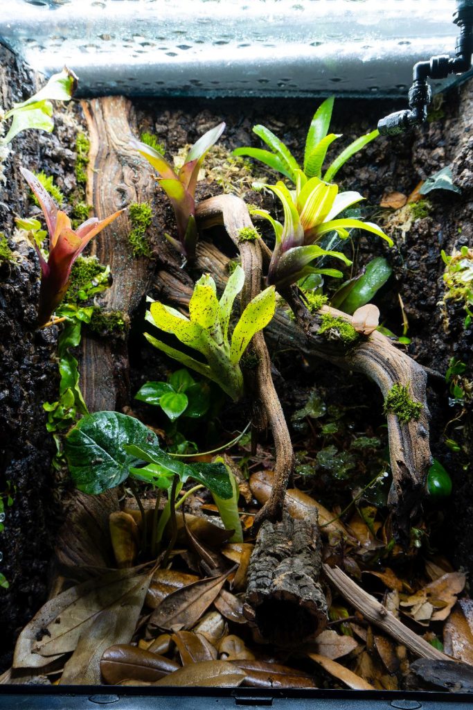 18x18x24 bioactive vivairum for ranitomeya