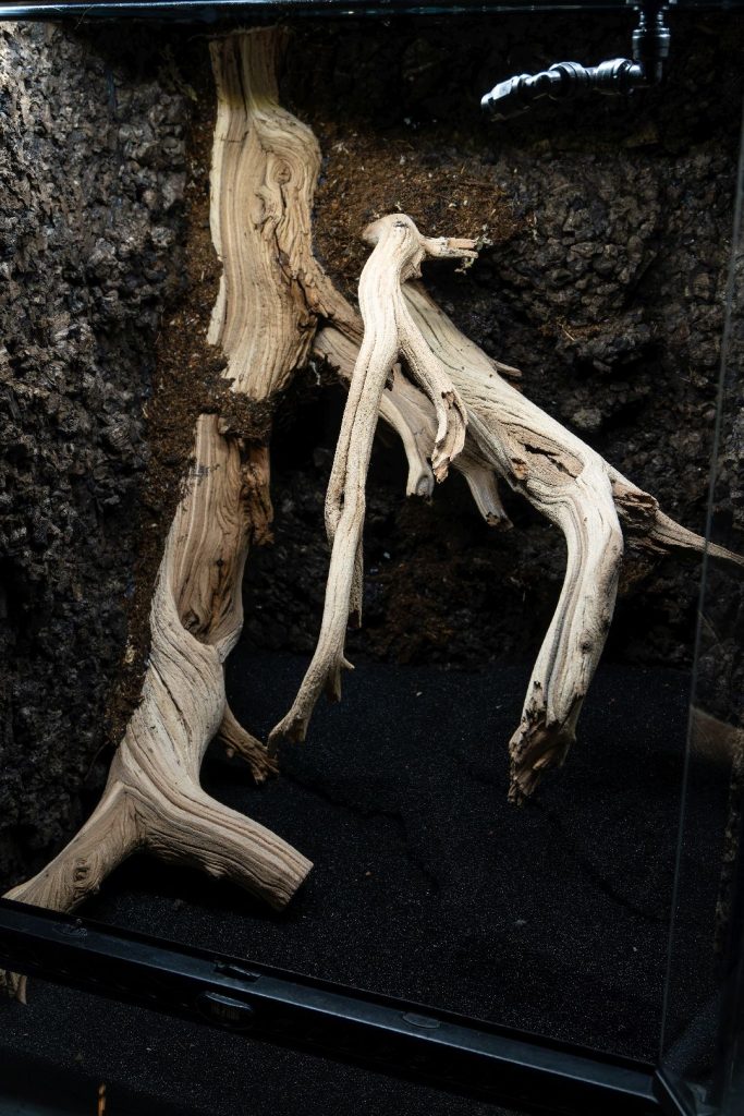 18x18x24 bioactive vivarium build