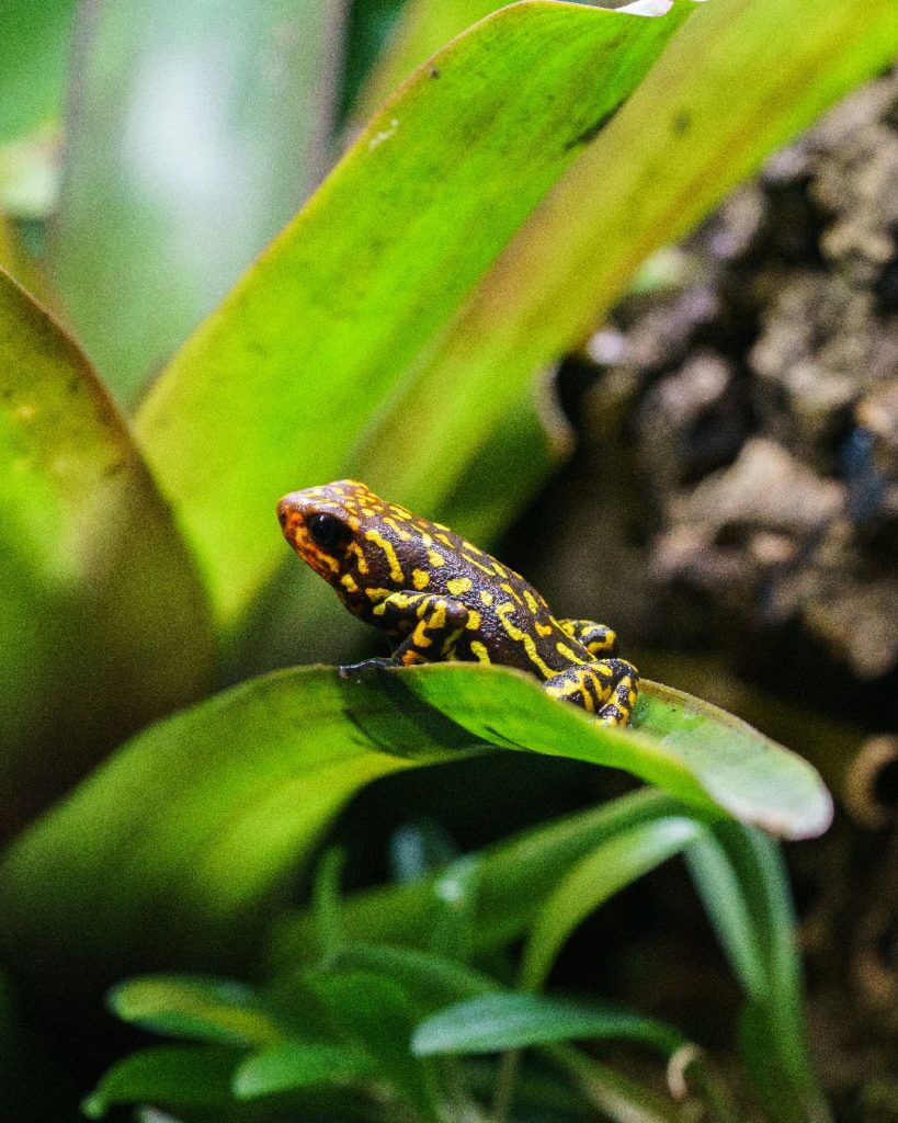 Oophaga histrionica small form red head female