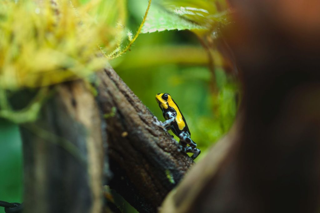 ranitomeya sirensis 'highland'