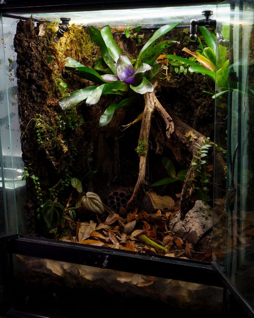 18x18x24 bioactive vivariumfor oophaga histrionica