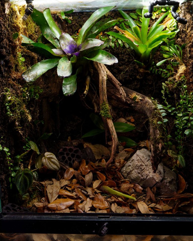 18x18x24 bioactive vivarium