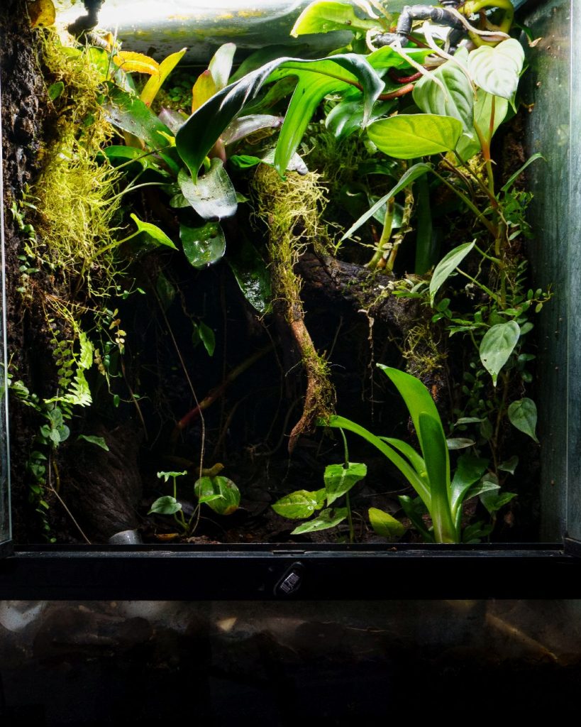 18x18x24 bioactive vivarium