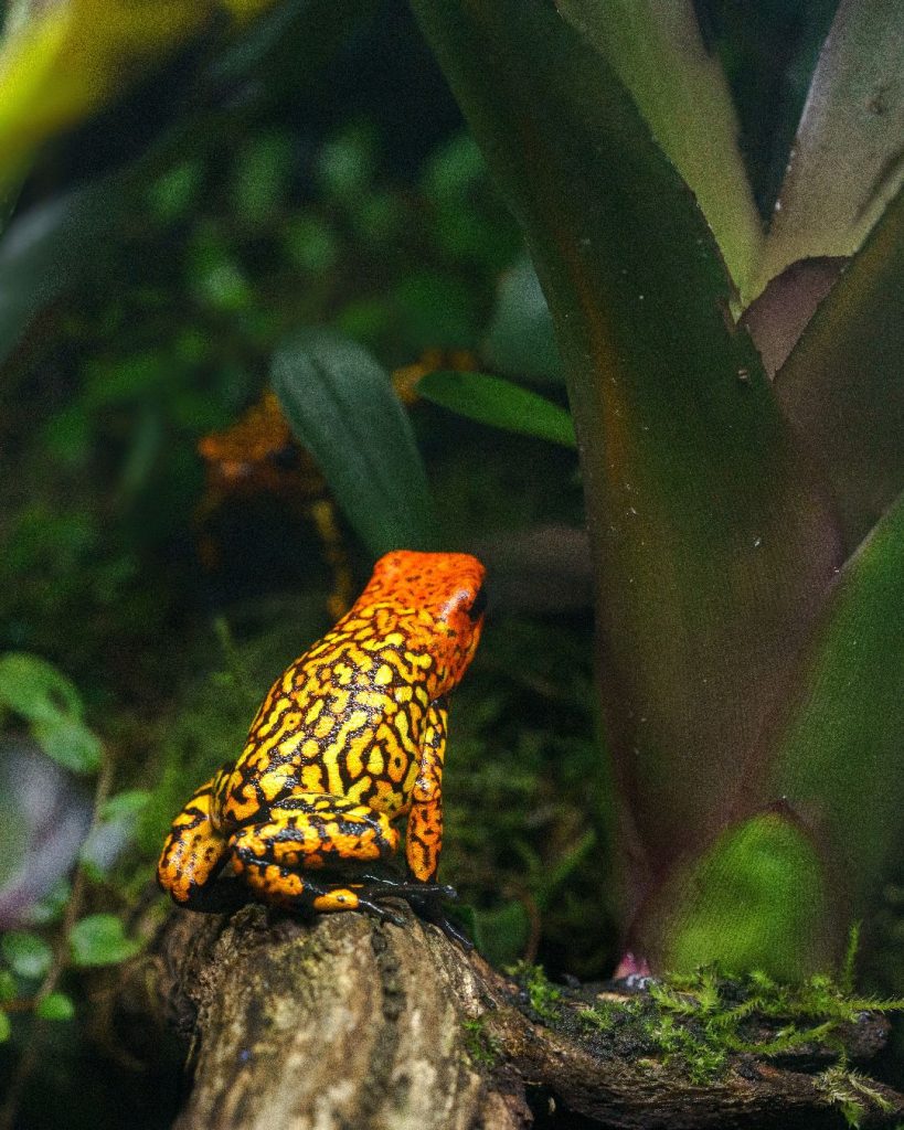Oophaga histrionica small form red head male