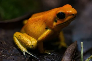 Instagram post from monmouthfrogs. This post is in position 1.