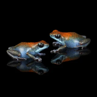 Instagram post from monmouthfrogs. This post is in position 1.