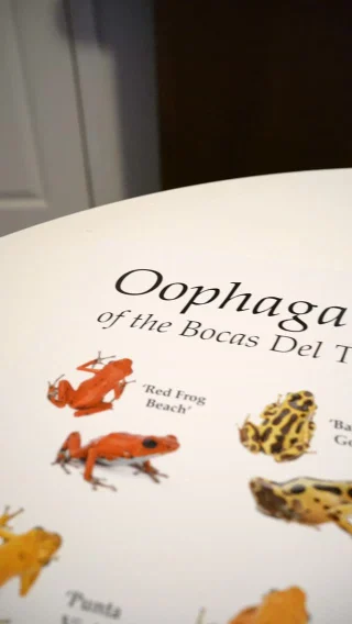 Instagram post from monmouthfrogs. This post is in position 2.