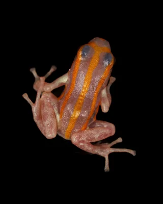 Instagram post from monmouthfrogs. This post is in position 1.