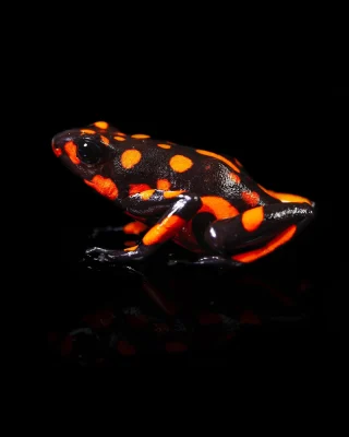 Instagram post from monmouthfrogs. This post is in position 3.