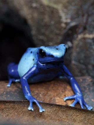 Instagram post from monmouthfrogs. This post is in position 1.