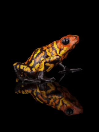 Instagram post from monmouthfrogs. This post is in position 1.