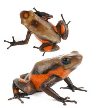 Instagram post from monmouthfrogs. This post is in position 4.