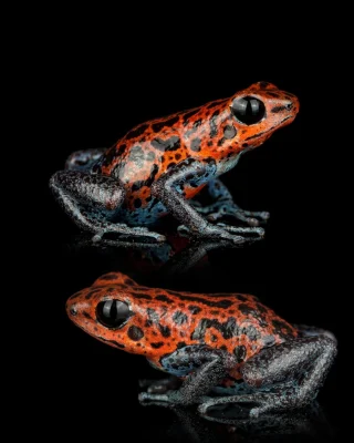 Instagram post from monmouthfrogs. This post is in position 1.