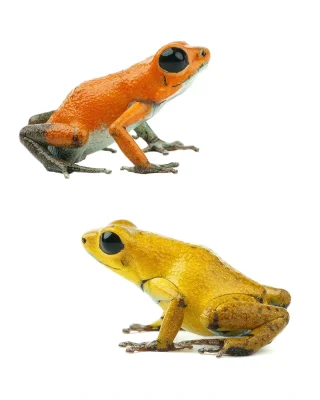 Instagram post from monmouthfrogs. This post is in position 1.