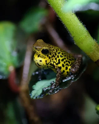 Instagram post from monmouthfrogs. This post is in position 1.